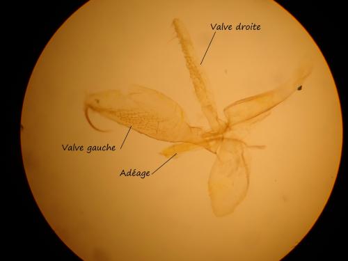 Phyllonorycter salicicolella