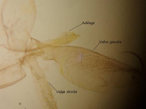 Phyllonorycter salicicolella