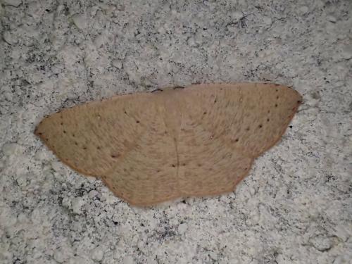 Cyclophora puppillaria