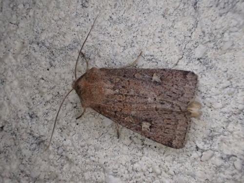 Réf. 329 914 : Xestia xanthographa