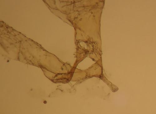 Phyllonorycter salicicolella