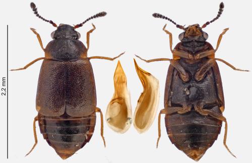Réf. 329 073 : Proteinus ovalis
