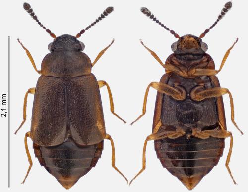 Réf. 329 074 : Proteinus ovalis