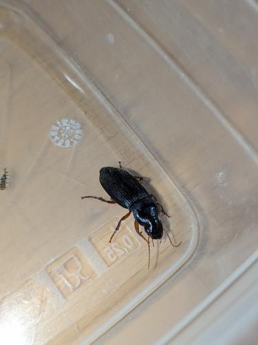 Réf. 329 860 : Pseudoophonus rufipes