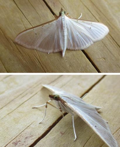 Palpita vitrealis