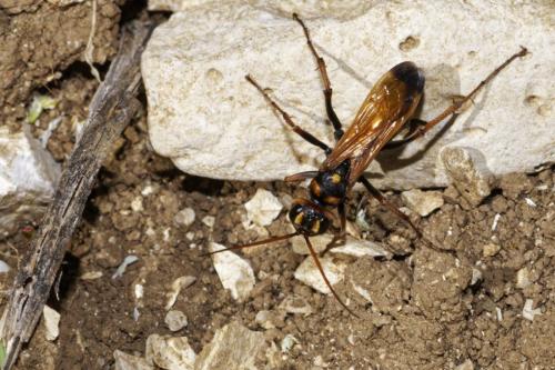 Cryptocheilus octomaculatus