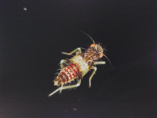 Eupteryx florida