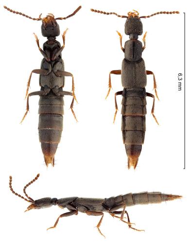 Remus sericeus