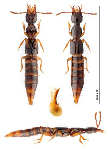 Atrecus pilicornis
