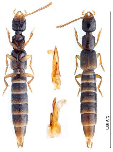 Neobisnius villosulus