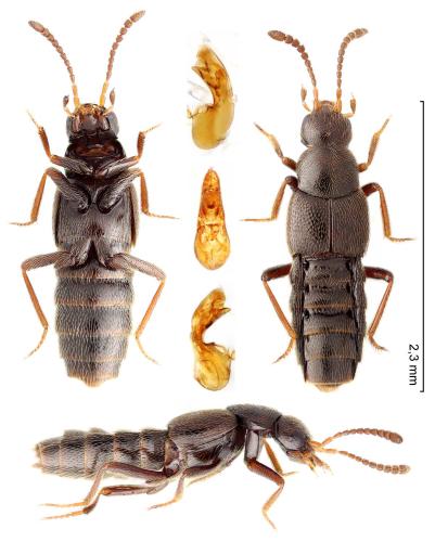 Ocyusa maura