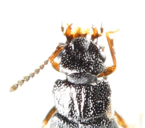 Anotylus rugosus