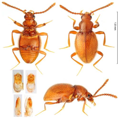 Stenichnus godarti