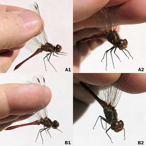 Sympetrum meridionale