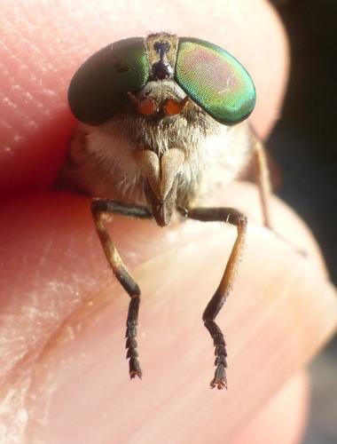 Réf. 329 865 : Tabanus briani
