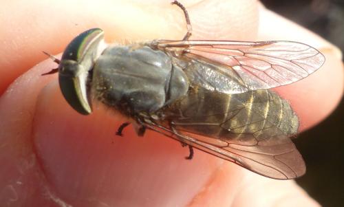 Tabanus briani