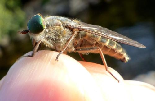 Tabanus briani