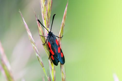 Réf. 329 861 : Zygaena trifolii