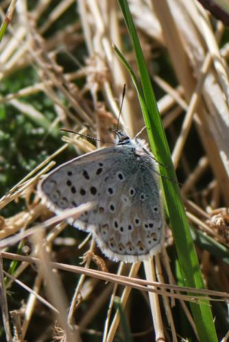 Réf. 329 824 : Polyommatus coridon