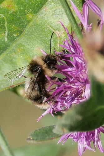 Bombus sp.