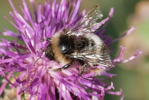 Réf. 329 821 : Bombus sp.