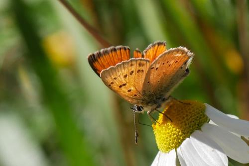 Lycaena virgaureae