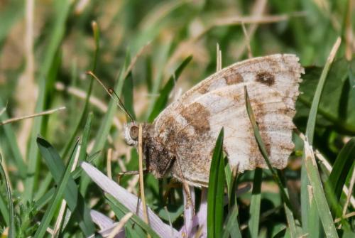 Chazara briseis