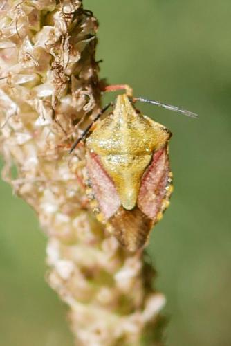 Réf. 329 820 : Carpocoris purpureipennis