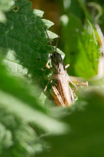 Réf. 329 794 : Chorthippus sp.