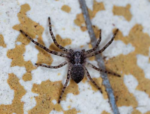 Réf. 329 271 : Philodromus buxi