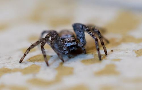 Réf. 329 272 : Philodromus buxi