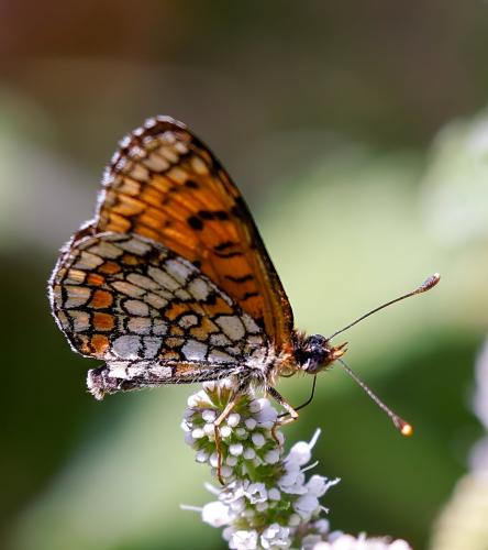 Réf. 329 303 : Melitaea sp.