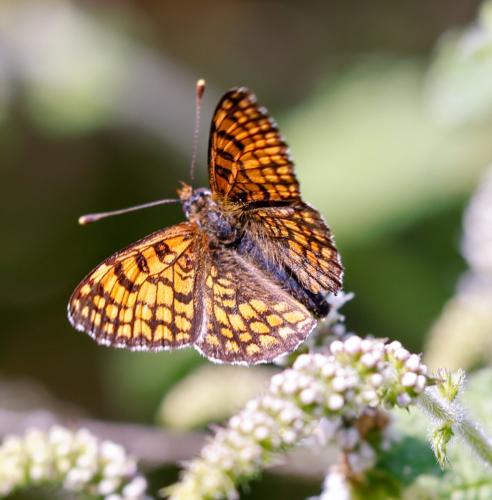 Réf. 329 302 : Melitaea sp.