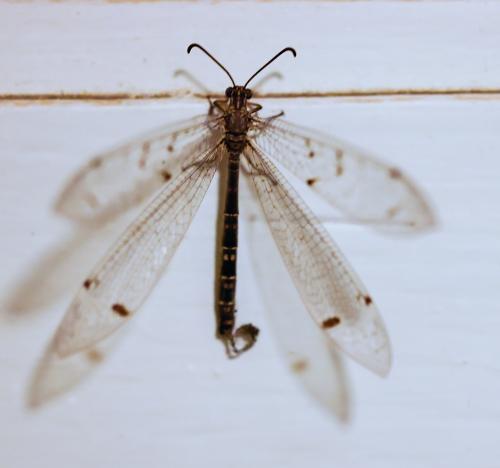 Réf. 329 111 : Distoleon tetragrammicus