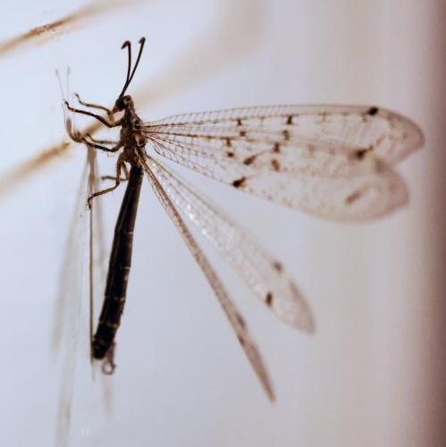 Réf. 329 112 : Distoleon tetragrammicus