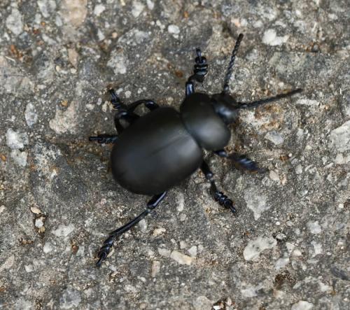 Timarcha tenebricosa