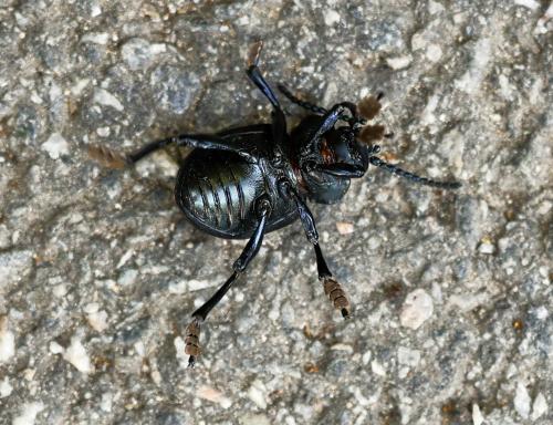 Timarcha tenebricosa