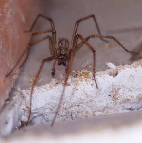 Eratigena sp.