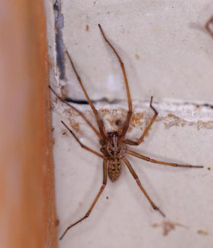 Eratigena sp.