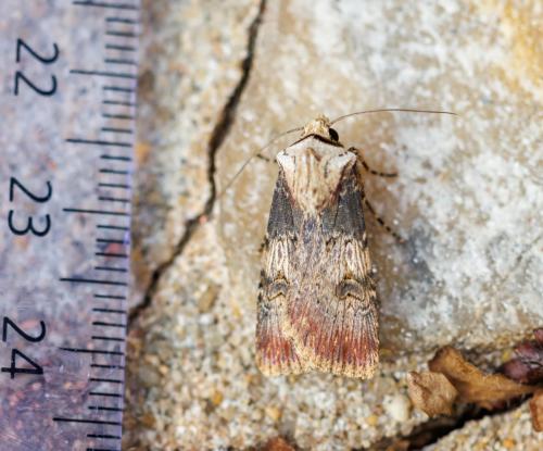 Réf. 329 126 : Agrotis puta
