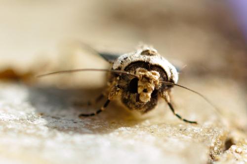 Réf. 329 128 : Agrotis puta