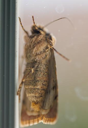 Réf. 329 127 : Agrotis puta