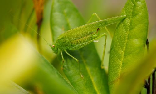 Phaneroptera nana
