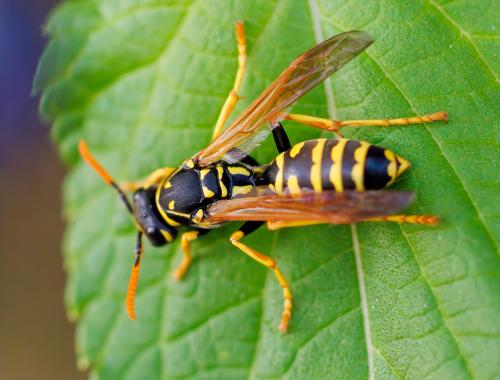 Polistes dominula