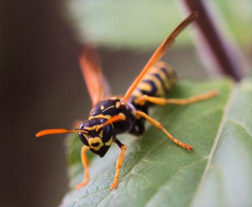 Polistes dominula