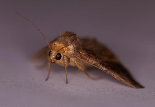 Réf. 329 878 : Chrysodeixis chalcites