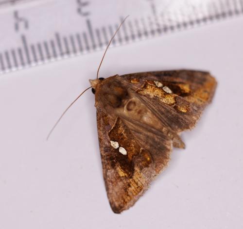 Réf. 329 877 : Chrysodeixis chalcites
