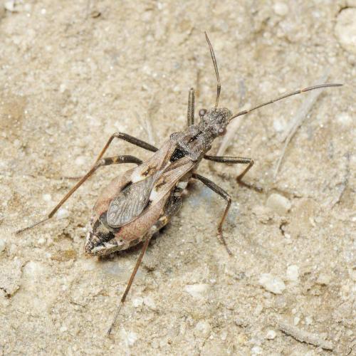Alydus rupestris