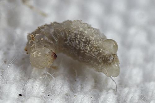 Auplopus carbonarius