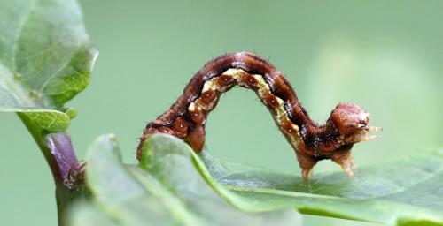 Erannis defoliaria